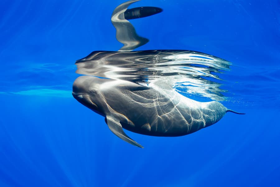 Ocean wildlife Tenerife